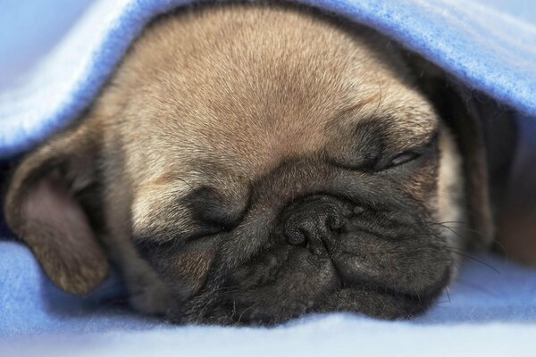 A pug puppy sleeps under a blue blanket