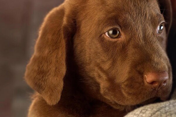 Ein kleiner Labrador an den Händen eines Mannes