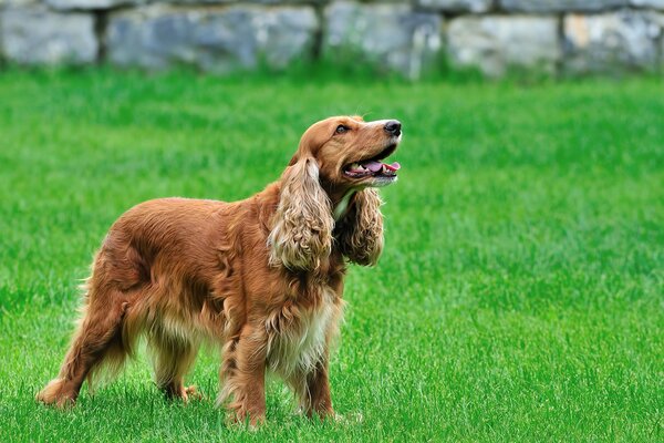 Curly red cocker spaniel on the green grass