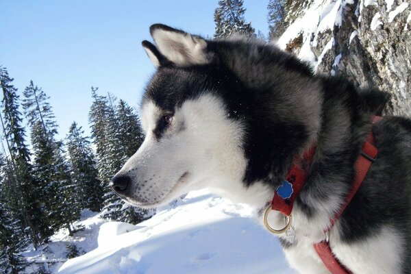 Husky na spacerze w lesie. Zimowy las