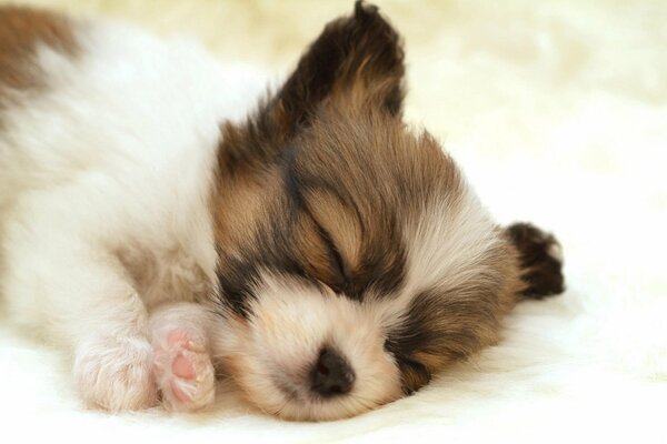 Chiot dort sur une couverture blanche