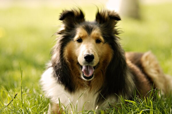 Drôle Collie se trouve sur l herbe