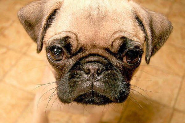 Lindo cachorro con una mirada triste