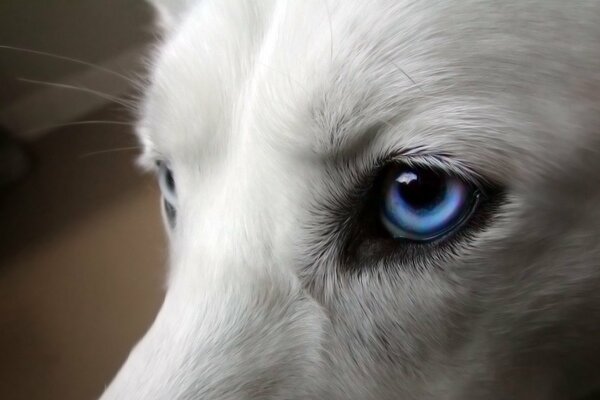 Ojos azules brillantes de perro blanco