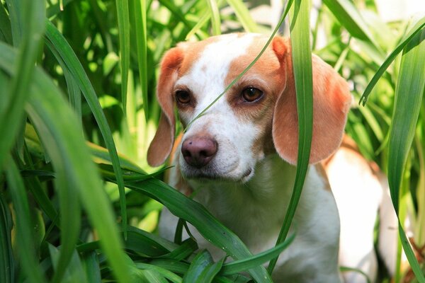 Cute puppy sitting in the grass