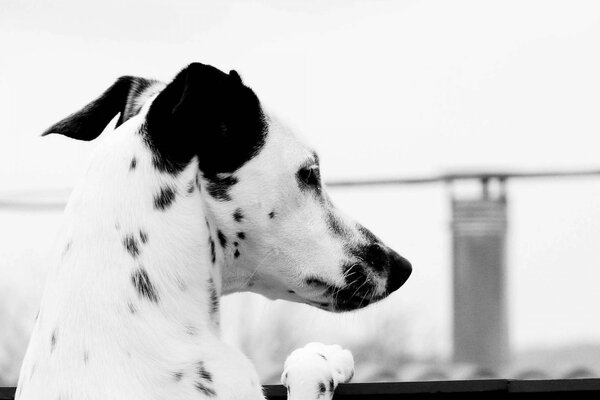 Black and white photo of a dog of the Dolmatin breed