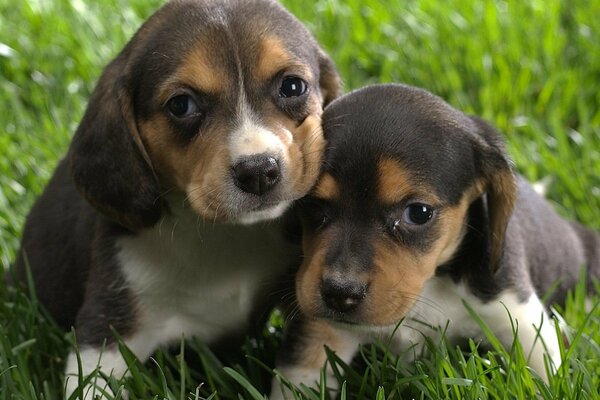 Tricolor puppies on the grass