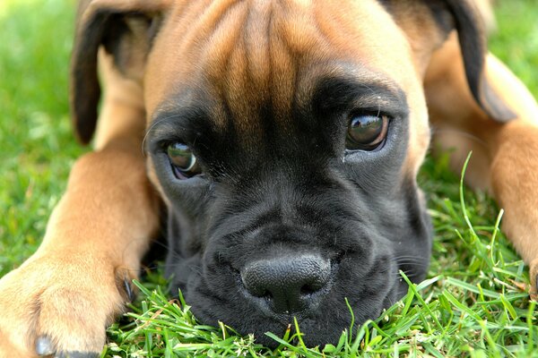 A boxer puppy with a black muzzle is lying on the grass