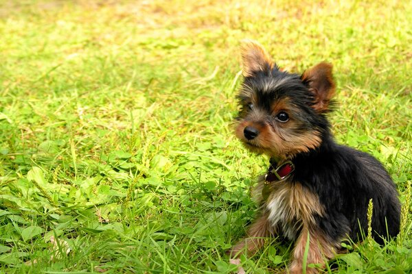 A small dog is sitting in a green clearing