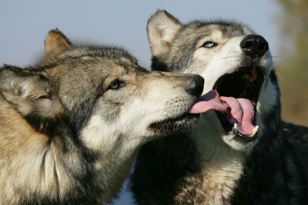 Französischer Kuss von zwei Wölfen