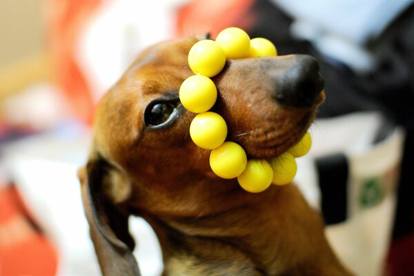 Macro photo of a dachshund with yellow beads on its nose