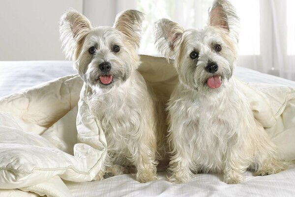 Two white twin puppies