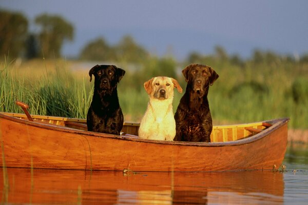 Labrador friends in a boat on the river