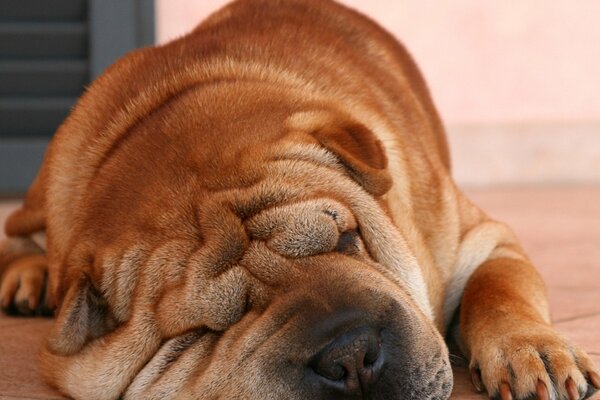 Sharpei schnupft im Schlaf süß mit der Nase