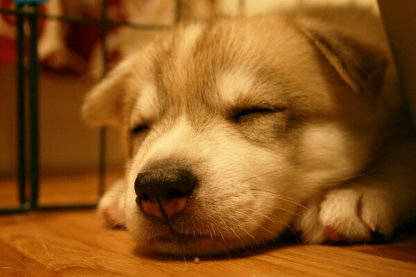 Cute puppy sleeping on the floor