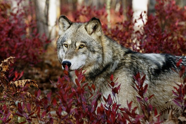 Взгляд волка из листвы кустов