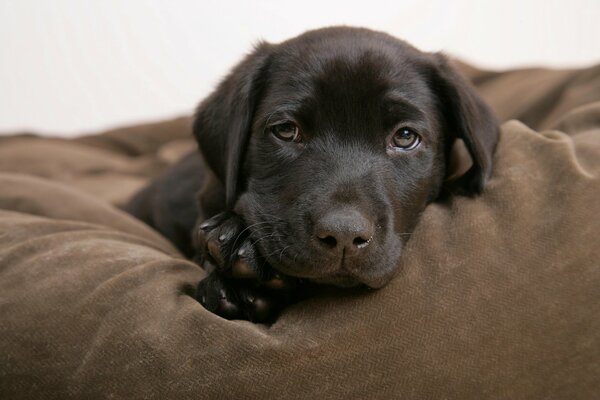 A small black puppy is resting on a pillow