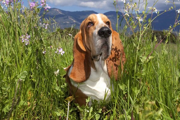 Basset in grass and flowers