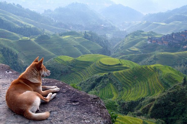 Rothaarige Hund auf dem Hintergrund der asiatischen Landschaft