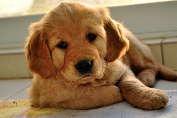 Chiot Labrador Retriever avec coloration Rousse