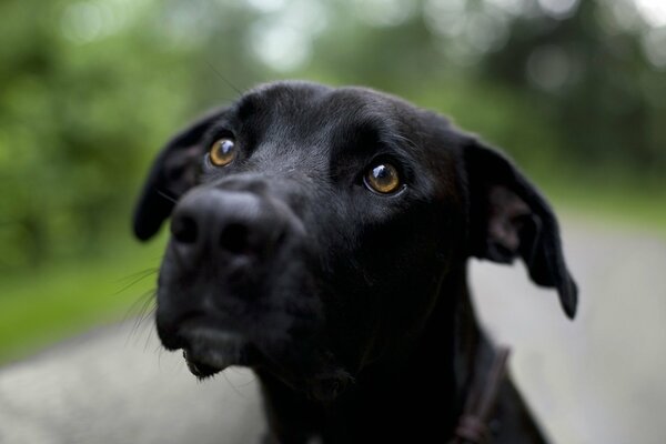 The look of a black dog