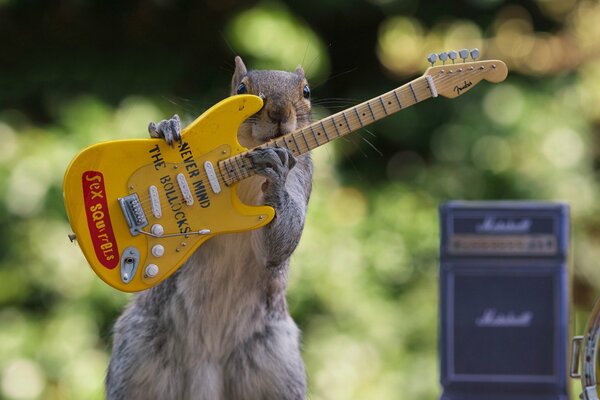 Squirrel avec concert de guitare électrique jaune