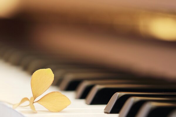 There is a yellow leaf on the piano