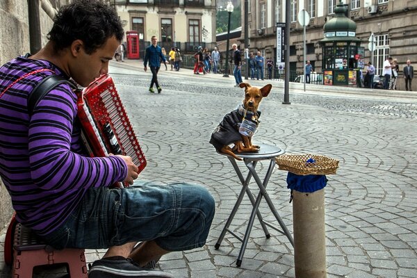 Musicista di strada con un cane che suona la fisarmonica