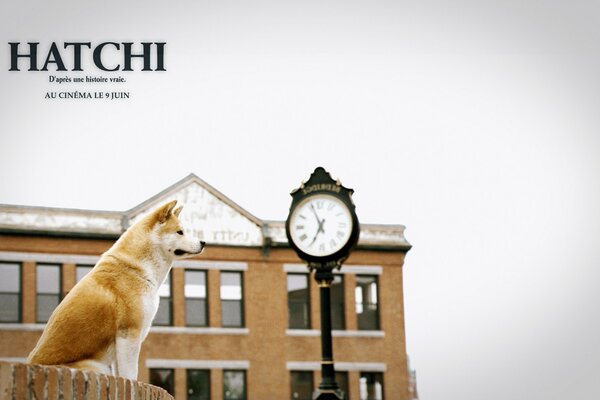 The film Hachiko is a loyal friend