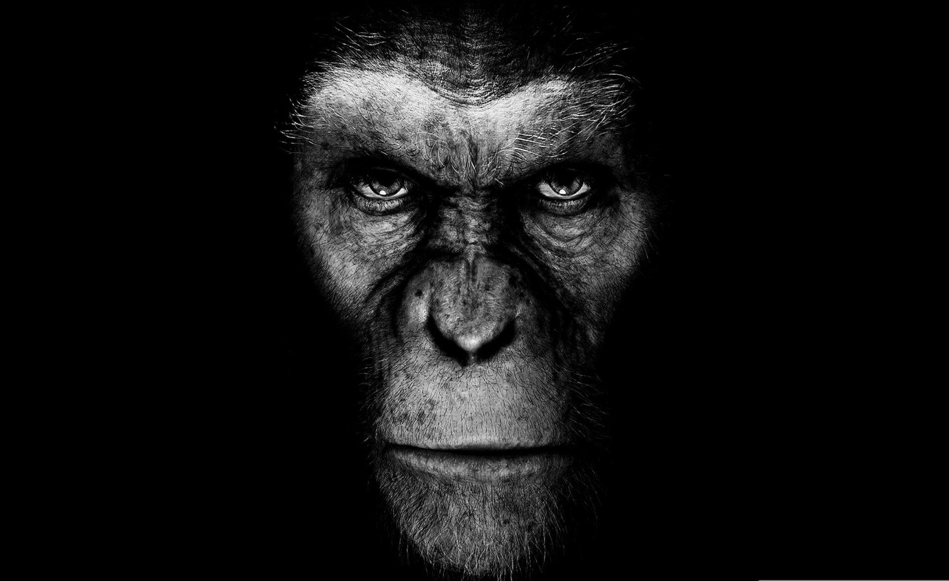 rise of the planet of the apes monkey black background film a movie