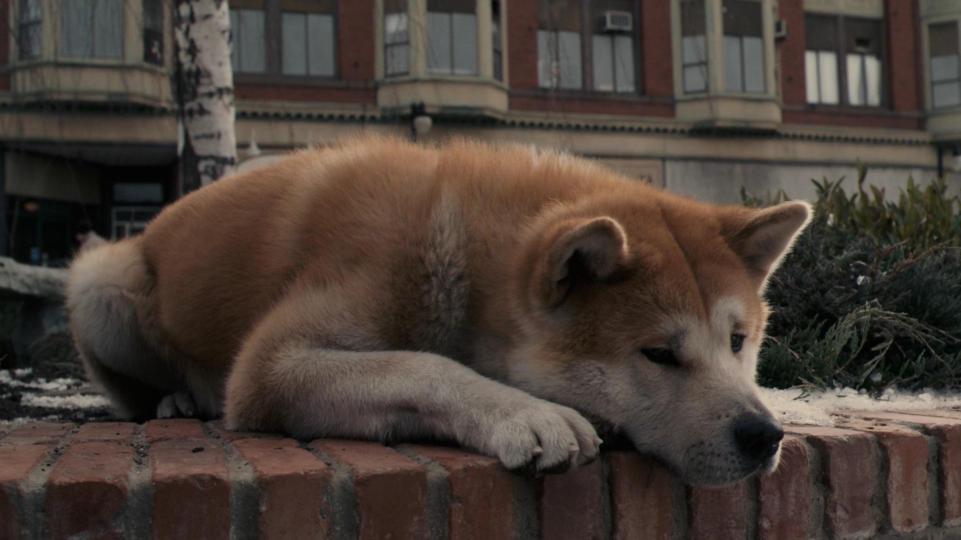 hachiko: el amigo más fiel perro perro akita inu tristeza anticipación