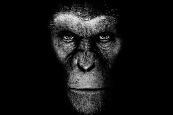 El mono de la película la rebelión del planeta de los simios sobre un fondo negro