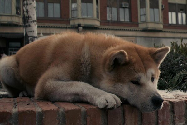 Le fidèle chien Hachiko est couché et triste