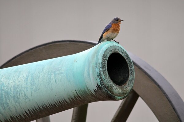 Pequeño pájaro en la boca de un cañón