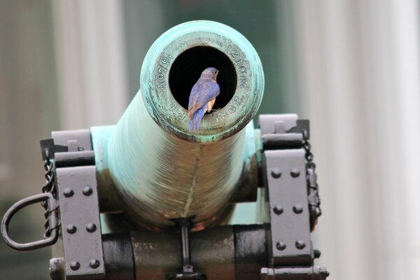 A bird sitting in the muzzle of a cannon