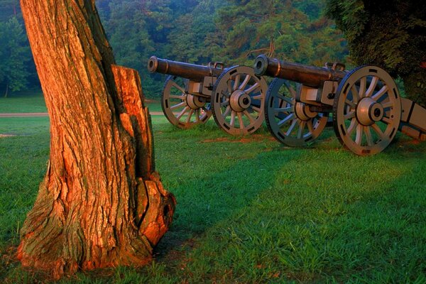 Two guns on the grass in the forest