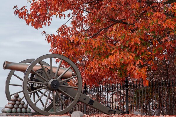 Cannon on the background of juicy crimson foliage