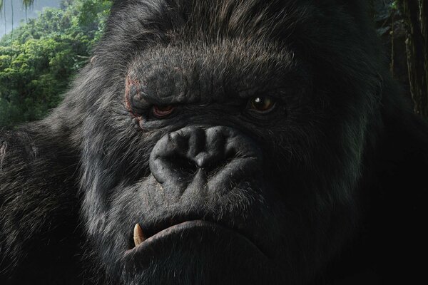 Film King kong der Affe