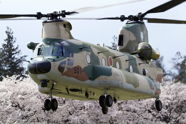 Chinook transport helicopter low above the ground