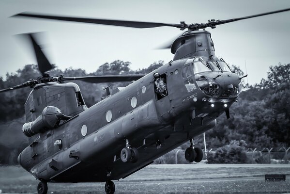 Chinook military transport helicopter performs landing