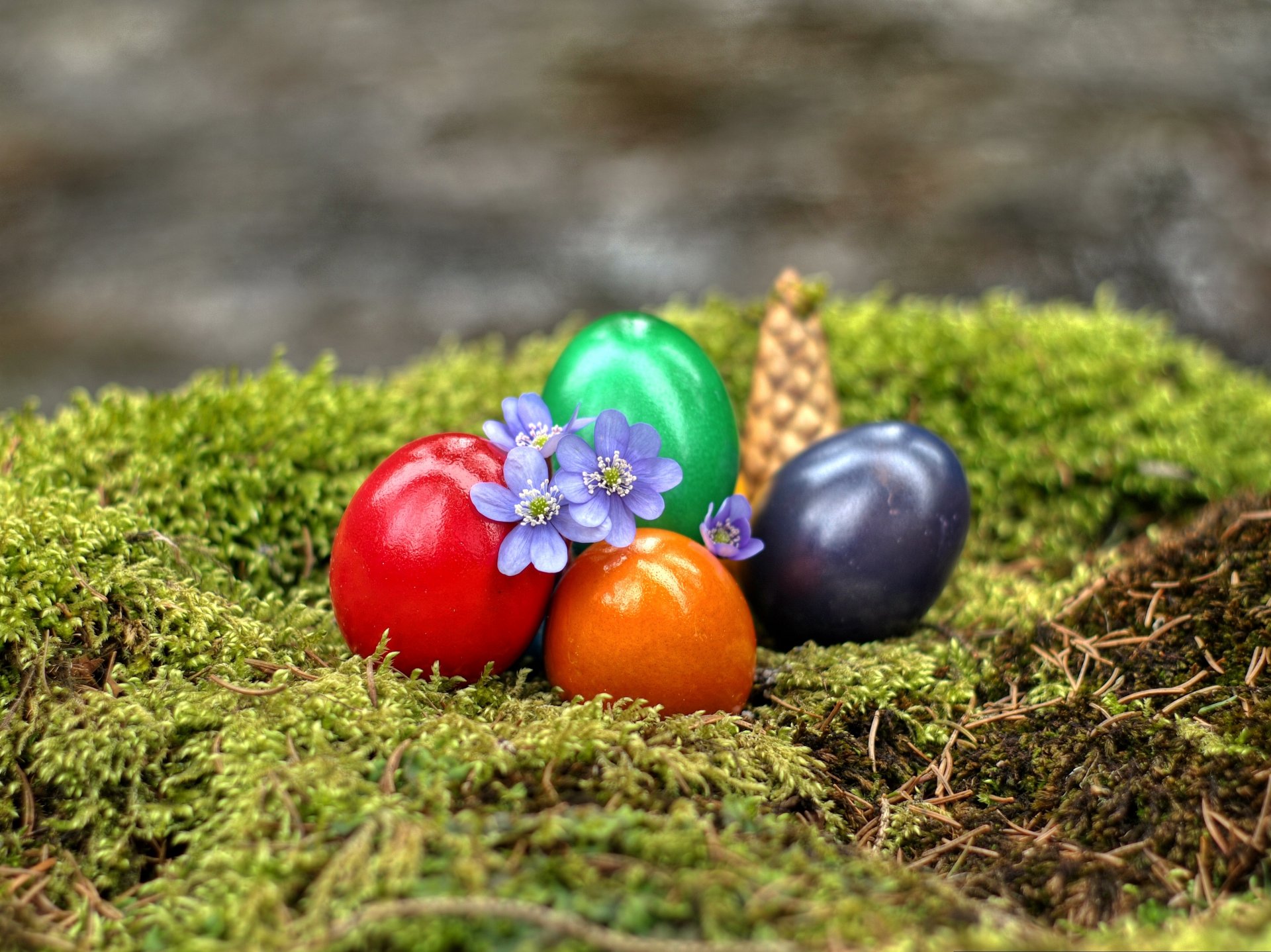 pasqua muschio uova fiori pigna