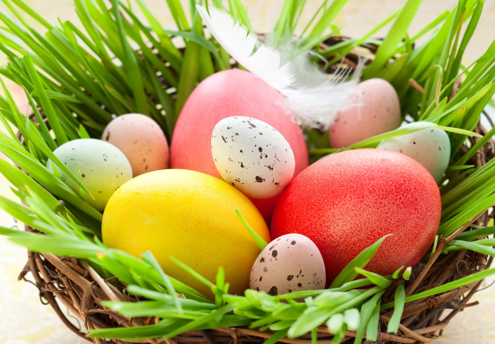 pâques printemps vacances oeufs pâques poulet caille nid plume herbe