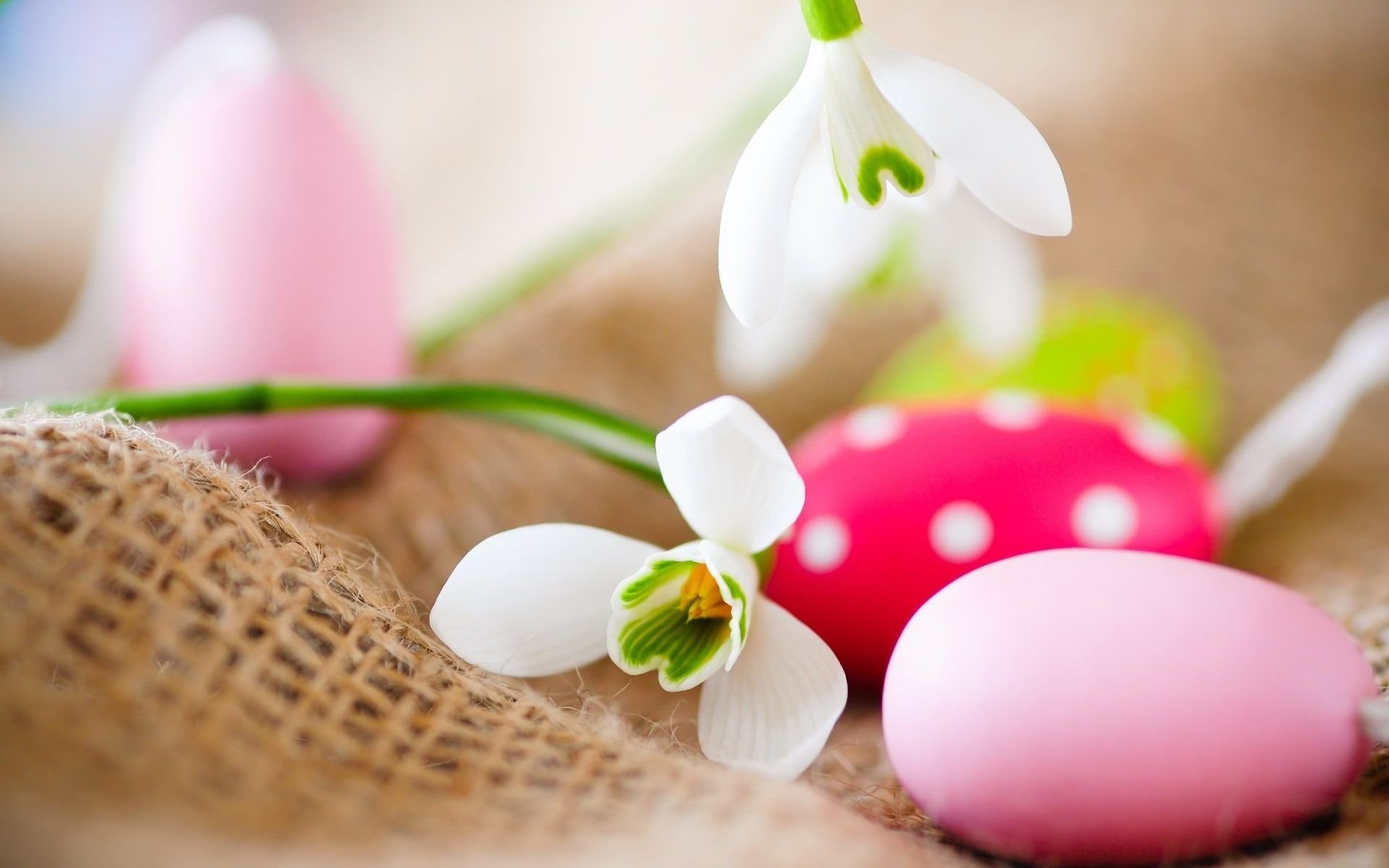 pascua huevos de pascua pinturas flores campanillas de nieve