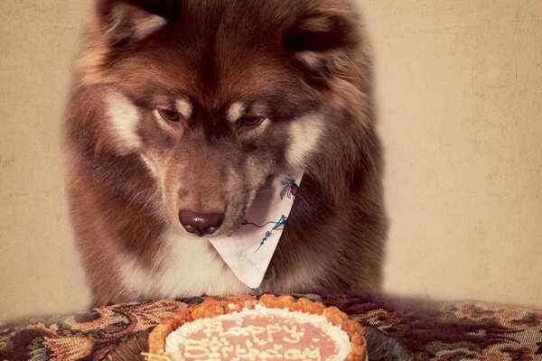 El perro tiene una fiesta de cumpleaños . se prepara para comer pastel