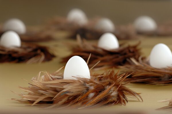 White eggs in feathers