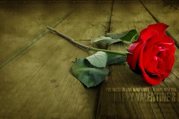 Rote Blume ist ein Zeichen der Liebe