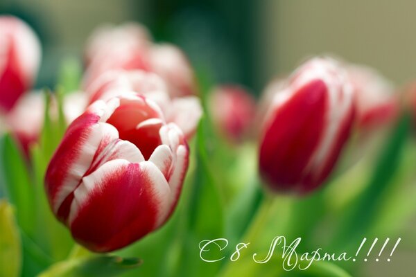 Postcard with beautiful tulips on March 8