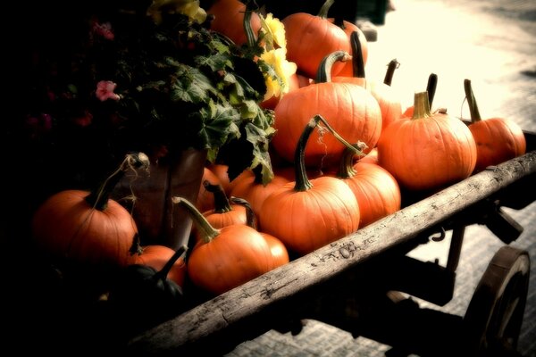 Ernte von Kürbissen, die im Herbst geerntet werden und auf einem Wagen liegen