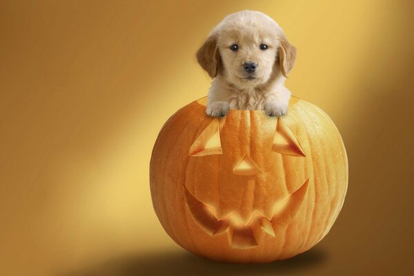 Calabaza festiva en honor a la fiesta de Halloween y en ella divertido, lindo cachorro