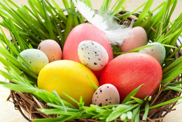 Quaglia e uova di Pasqua giacciono nel nido